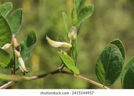 Attēlu rezultāti vaicājumam “Astragalus glycyphyllos leaf”