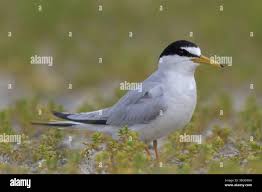 Attēlu rezultāti vaicājumam “Sternula albifrons”