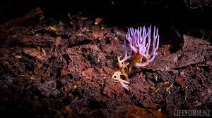 Attēlu rezultāti vaicājumam “Ramariopsis pulchella”