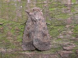 Attēlu rezultāti vaicājumam “Caradrina morpheus”