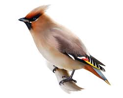 Attēlu rezultāti vaicājumam “Bombycilla garrulus”