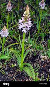 Attēlu rezultāti vaicājumam “Dactylorhiza maculata leaf”