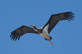 Attēlu rezultāti vaicājumam “Ciconia nigra”