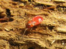 Attēlu rezultāti vaicājumam “Pyrrhocoris apterus nymph”
