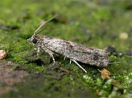 Attēlu rezultāti vaicājumam “Epinotia immundana”