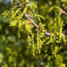 Attēlu rezultāti vaicājumam “Quercus robur male flower”