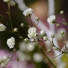 Attēlu rezultāti vaicājumam “Gypsophila paniculata”