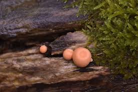 Attēlu rezultāti vaicājumam “Lycogala irregulare macro”