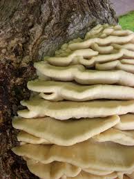 Attēlu rezultāti vaicājumam “Climacodon septentrionalis”