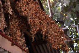 Attēlu rezultāti vaicājumam “Allium schoenoprasum fruit”