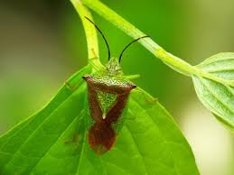 Attēlu rezultāti vaicājumam “Acanthosoma haemorrhoidale imago”