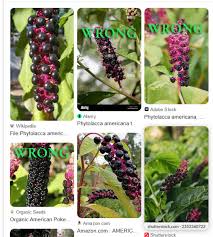 Attēlu rezultāti vaicājumam “Phytolacca acinosa fruit”