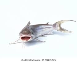 Image result for Bagre marinus