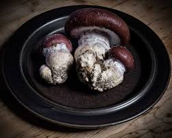 Attēlu rezultāti vaicājumam “Cortinarius praestans”