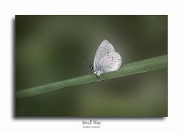 Attēlu rezultāti vaicājumam “Cupido minimus underside”