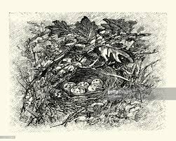 Attēlu rezultāti vaicājumam “Emberiza schoeniclus eggs”