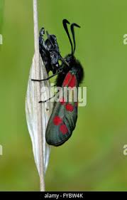 Attēlu rezultāti vaicājumam “Zygaena filipendulae exuvia”