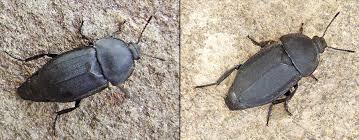 Attēlu rezultāti vaicājumam “Silpha obscura”