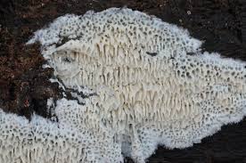 Attēlu rezultāti vaicājumam “Ceriporiopsis aneirina”