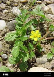 Attēlu rezultāti vaicājumam “Potentilla supina”