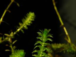 Attēlu rezultāti vaicājumam “Elodea canadensis”