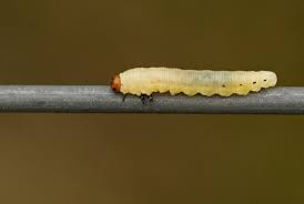 Attēlu rezultāti vaicājumam “Diprion pini”