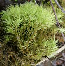 Attēlu rezultāti vaicājumam “Acrocarpous mosses”