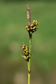 Attēlu rezultāti vaicājumam “Carex hostiana”