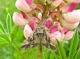 Attēlu rezultāti vaicājumam “Sacchiphantes abietis exuvia”