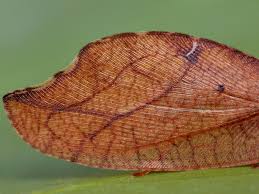 Attēlu rezultāti vaicājumam “Drepanepteryx phalaenoides”