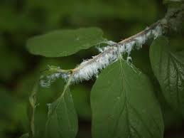 Image result for Alder Cc