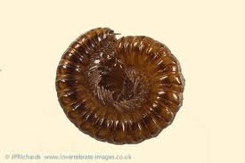 Attēlu rezultāti vaicājumam “Craspedosoma rawlinsi”