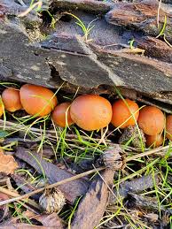 Attēlu rezultāti vaicājumam “Gymnopilus sapineus”