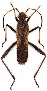 Attēlu rezultāti vaicājumam “Alydus calcaratus”