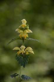 Attēlu rezultāti vaicājumam “Lamiastrum galeobdolon”