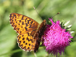 Attēlu rezultāti vaicājumam “Boloria titania upperside”