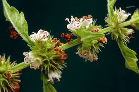Attēlu rezultāti vaicājumam “Lycopus europaeus flower”
