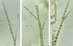 Attēlu rezultāti vaicājumam “Chaetophora pisiformis”