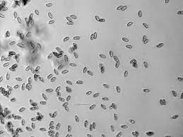 Attēlu rezultāti vaicājumam “Lentaria”