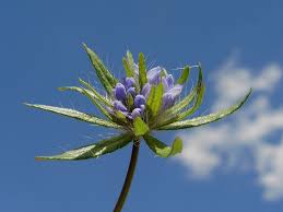 Attēlu rezultāti vaicājumam “Geocrypta galii”