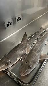 Image result for Mustelus antarcticus