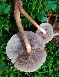 Attēlu rezultāti vaicājumam “Badhamia lilacina var. megaspora”