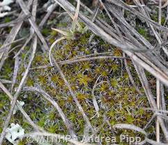 Attēlu rezultāti vaicājumam “Syntrichia”