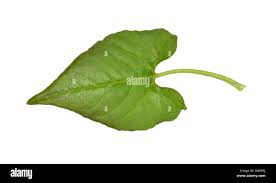 Attēlu rezultāti vaicājumam “Fallopia convolvulus leaf”