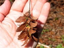 Attēlu rezultāti vaicājumam “Carpinus caroliniana male flower”
