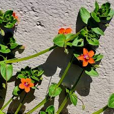 Image result for Anagallis arvensis
