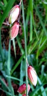 Attēlu rezultāti vaicājumam “Melica nutans leaf”