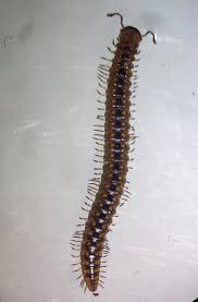 Attēlu rezultāti vaicājumam “Craspedosoma rawlinsi”