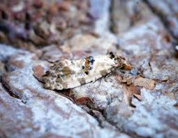 Attēlu rezultāti vaicājumam “Cochylis dubitana”