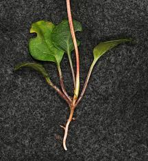 Attēlu rezultāti vaicājumam “Pyrola chlorantha leaf”